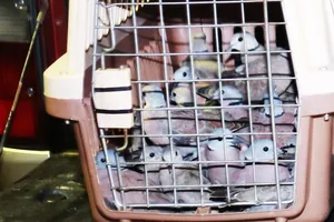 Người phụ nữ chủ lô 500 con chim cu ngói bị phạt hành chính