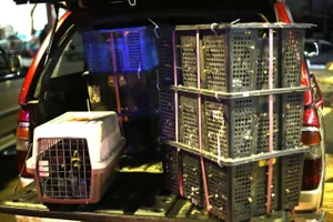 Phát hiện, tạm giữ 500 con chim cu ngói không rõ nguồn gốc tại TP.HCM