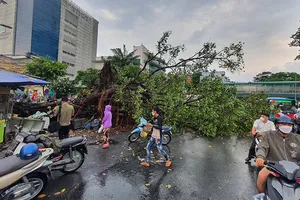 Cây đa trước bệnh viện Ung Bướu TP.HCM ngã đè 2 ô tô