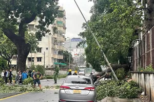 Nhánh cây dài gần 20 mét rơi đè trúng 1 ô tô ở Phú Nhuận