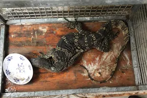 Bình Thạnh: Người dân bàn giao con kỳ đà hoa quý hiếm cho kiểm lâm TP.HCM