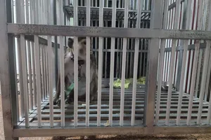 Bàn giao con kỳ đà quý hiếm cho kiểm lâm TP.HCM 