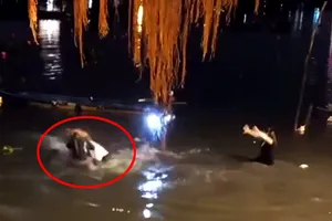 Bình Thạnh thông tin về clip xô xát khi thả cá phóng sinh ở chùa Diệu Pháp 