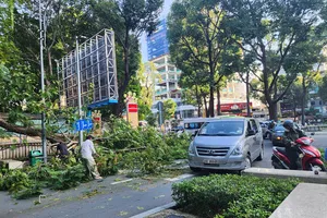 Thêm 1 vụ cây tét nhánh rơi xuống đường ở trung tâm TP.HCM