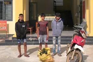 Bắt quả tang nhiều nhóm trộm cau ở Quảng Ngãi