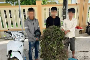 Khởi tố 3 thanh niên trộm cau ở Quảng Ngãi