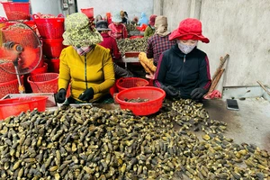 Trung Quốc bất ngờ hạn chế mua, giá cau tươi tại Quảng Ngãi tuột dốc