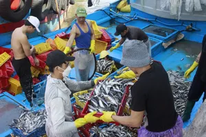 Ngư dân Quảng Ngãi kết thúc sớm chuyến ra khơi, vào bờ tránh bão Trà Mi