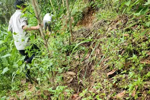 Núi Mang Kà Muồng ở Quảng Ngãi nứt toác, đề nghị công bố tình huống khẩn cấp