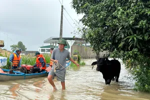 Dân khóc ròng vì cả tấn lúa chìm trong biển nước ngập ở Quảng Ngãi