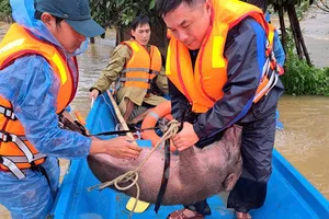 Lũ lụt ở Quảng Ngãi gây thiệt hại nặng nề cho người dân