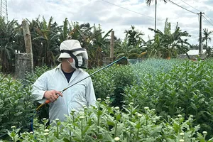 Vắng khách mua, người trồng hoa cúc Tết ở Quảng Ngãi như 'ngồi trên đống lửa'