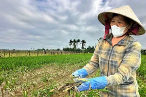 Video: Hoa lay ơn vụ Tết chết hàng loạt, nông dân Quảng Ngãi lo mất trắng