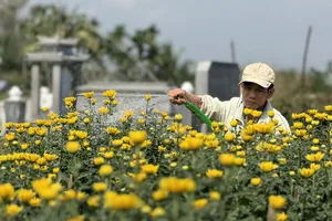 Hoa cúc Tết nhuộm vàng làng quê Quảng Ngãi