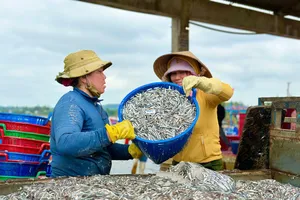 Trúng đậm cá cơm, ngư dân Quảng Ngãi kiếm bạc triệu mỗi ngày cận Tết
