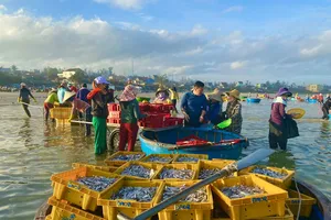 Phiên chợ cá bình minh độc nhất của Quảng Ngãi