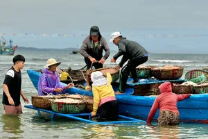 Ngư dân Quảng Ngãi bội thu mùa ruốc biển