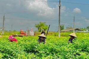 Video: Giá ớt tăng cao chưa từng có, nông dân Quảng Ngãi thắng lớn 