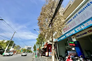 Cây xanh chết bất thường giữa TP Quảng Ngãi, nghi bị đầu độc bằng hóa chất