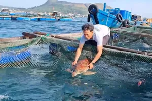 Giải cứu rùa biển xanh quý hiếm mắc lưới, trôi dạt trên vùng biển Lý Sơn.