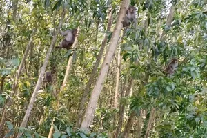 Khỉ hoang phá hoại hoa màu, nông dân Quảng Ngãi lo lắng