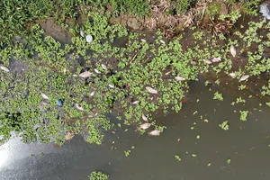 Quảng Ngãi: Cá chết hàng loạt, nổi trắng sông Bàu Giang