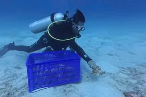 Thả hàng chục con cua huỳnh đế mang trứng về biển Lý Sơn