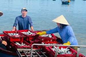 Ngư dân Quảng Ngãi tất bật vào mùa cá nục