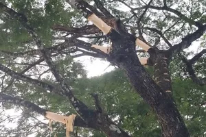 Nhiều cây me tây cổ thụ ở Quảng Ngãi bị 'lột da'