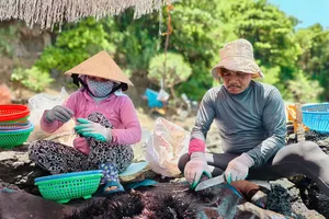 Video: Ngư dân Quảng Ngãi tất bật vào mùa nhum biển