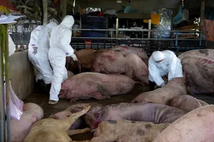 1 cơ sở ở Quảng Ngãi gom hàng chục con lợn mắc bệnh dịch tả để bán vào phía Nam