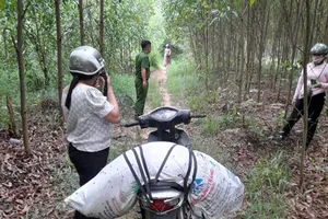 1 phụ nữ ở Quảng Ngãi bị phạt 5 triệu đồng vì vứt heo chết ra rẫy keo