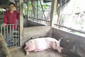 Quảng Ngãi: Dân bức xúc vì phải nộp thêm tiền để được tiêu hủy lợn chết do bệnh dịch