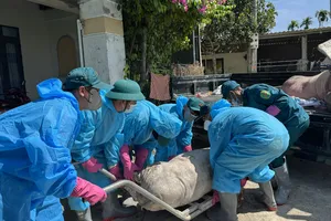 Vụ thu tiền để được tiêu hủy lợn bệnh: Một số hộ dân đã được trả lại tiền 