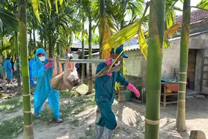 Chính quyền nói gì về vụ đóng tiền mới được tiêu hủy lợn chết vì bệnh dịch?