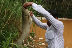Quảng Ngãi: Hàng tấn cá chết nghi do ảnh hưởng từ vụ vỡ ô chứa rác