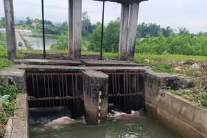 Quảng Ngãi: Nhiều xác lợn chết trôi lềnh bềnh trên kênh 