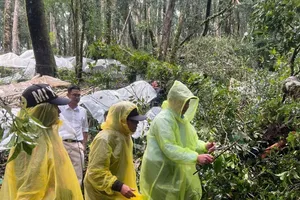 Quảng Ngãi: Gần 26.500 gốc sâm Ngọc Linh hư hại do mưa bão, thiệt hại gần 12 tỉ đồng