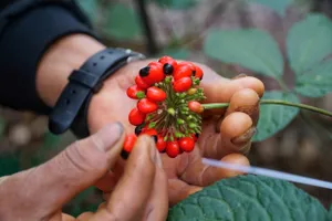 Mùa thu hoạch 'hạt ngọc’ ở thủ phủ sâm Ngọc Linh