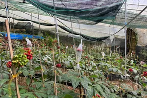 Nhiều hộ dân sở hữu vườn sâm Ngọc Linh quy mô hàng tỉ đồng