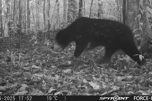 Quảng Ngãi: Phát hiện gấu ngựa và cua bay tại Vườn quốc gia Chư Mom Ray