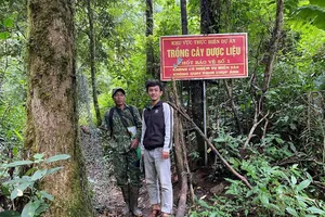 Lao đao vì nạn trộm cắp cây sâm Ngọc Linh