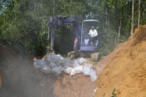  Bệnh dịch tả lợn đang hoành hành, xuất hiện thêm cúm A H5N1 