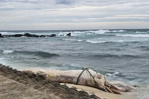 Xác cá voi dài hơn 10m dạt vào bờ biển Lý Sơn