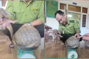 2 con tê tê vàng quý hiếm đi lạc vào vườn nhà dân ở Quảng Ngãi