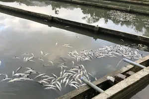 Quảng Ngãi: Mưa lũ làm chết 45 tấn cá tầm, thiệt hại hơn 7,7 tỉ đồng