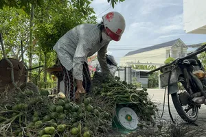 Thương lái Trung Quốc ‘quay xe’, nông dân Quảng Ngãi điêu đứng vì giá cau rớt thảm