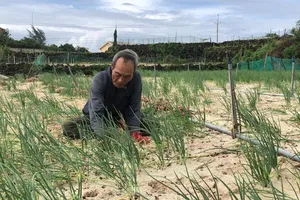 Nông dân Lý Sơn tất bật thu hoạch hành chạy bão Thần Gió