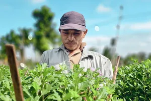 Video: Nông dân vựa hoa cúc lớn nhất miền Trung tất bật vào vụ Tết 2026