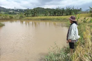 Nhấn chìm ruộng lúa 7 năm, thủy điện chỉ đề xuất hỗ trợ... 37 triệu cho 14 hộ 